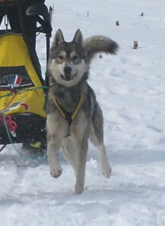 CH. Blizzard des neiges du dragon