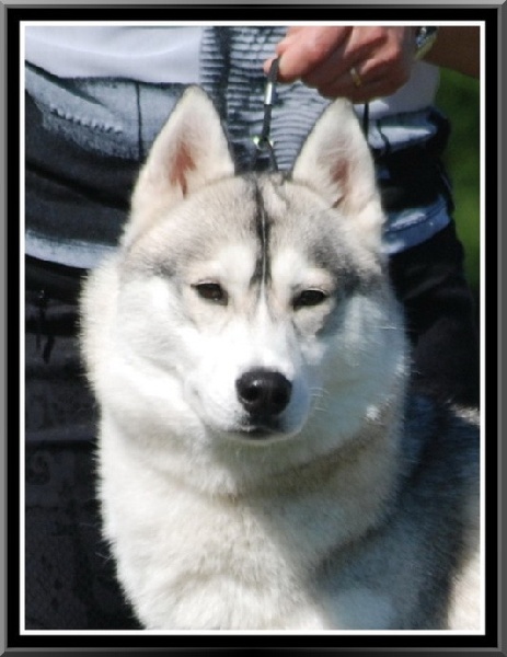 Etoile filante des neiges du dragon