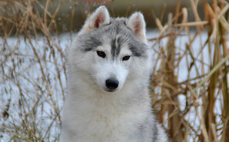 CH. Give me a kiss dite masha des neiges du dragon